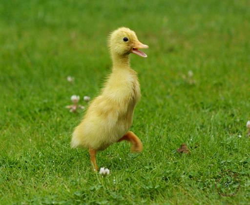 Indian Runner Duckling 9W027D-016.JPG